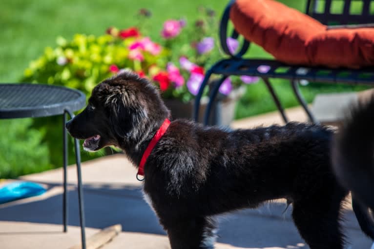 Simon, a Great Pyrenees and Labrador Retriever mix tested with EmbarkVet.com