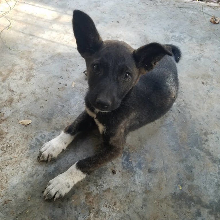 Mila Matilda, a Central and East African Village Dog tested with EmbarkVet.com