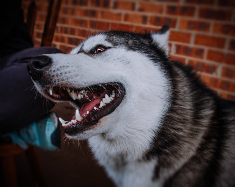 Apollo, a Samoyed and Siberian Husky mix tested with EmbarkVet.com