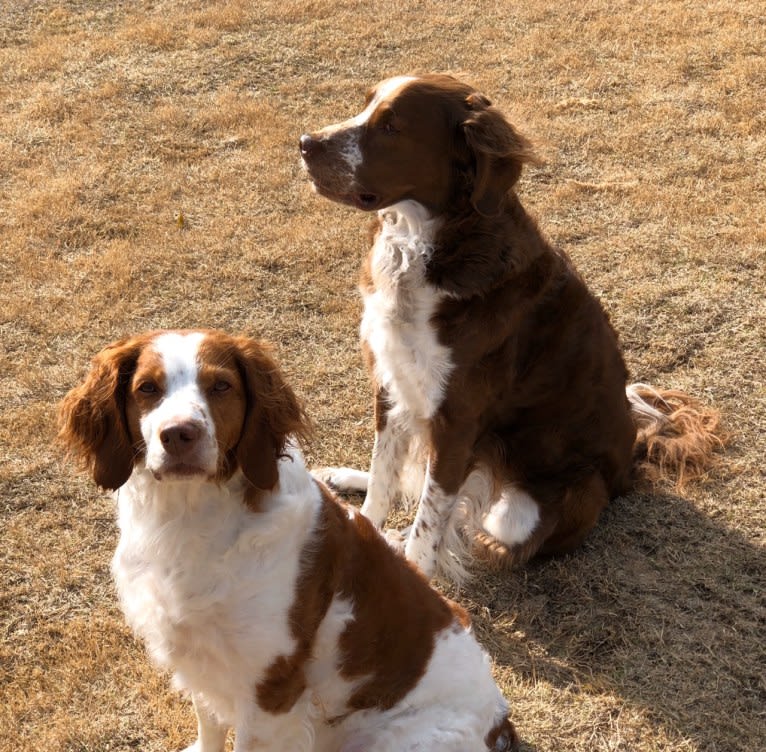 Autumn, a Brittany tested with EmbarkVet.com