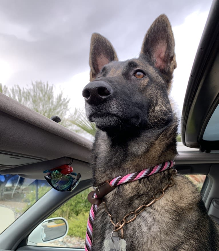 LIAM, a German Shepherd Dog and Belgian Malinois mix tested with EmbarkVet.com