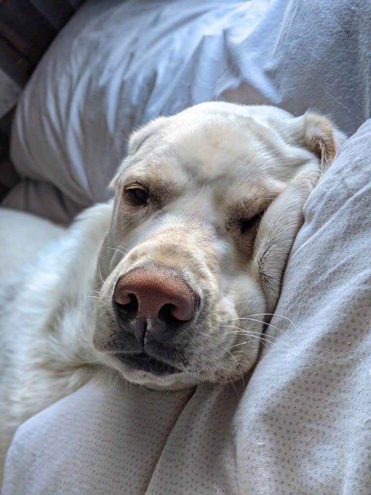 Jack Frost, a Great Pyrenees and Labrador Retriever mix tested with EmbarkVet.com