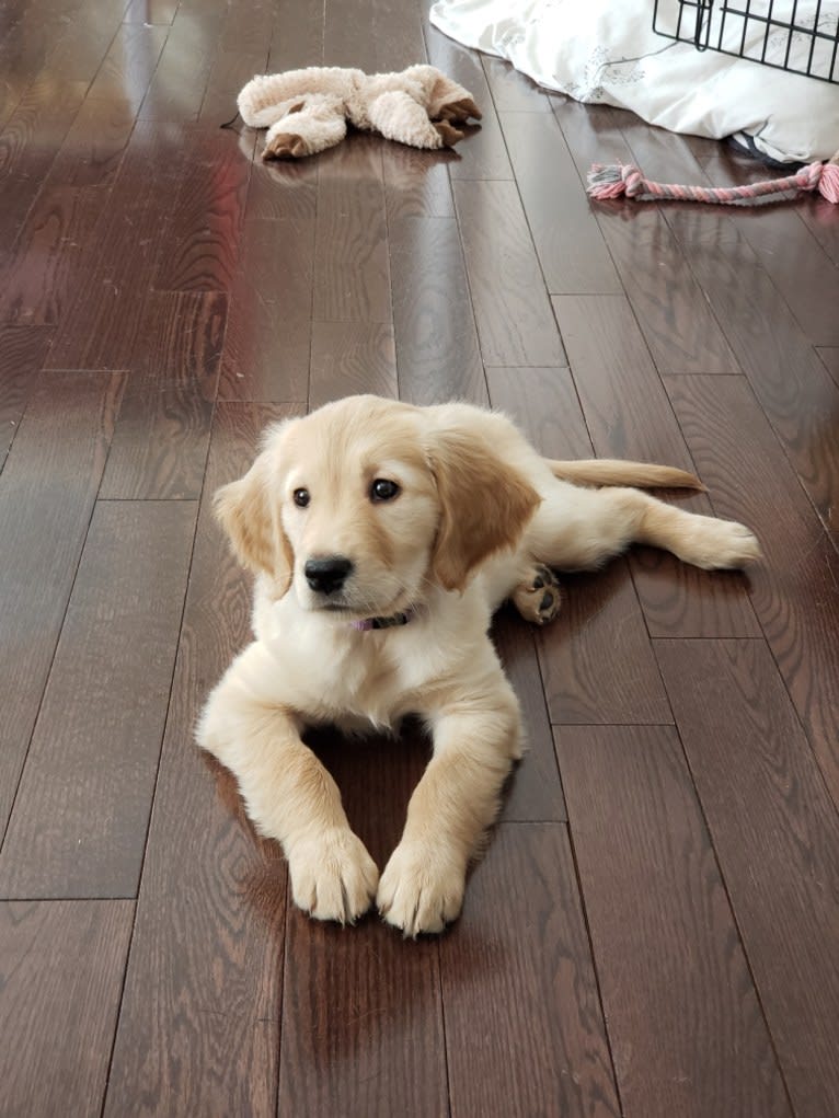 Fauna, a Golden Retriever (7.8% unresolved) tested with EmbarkVet.com