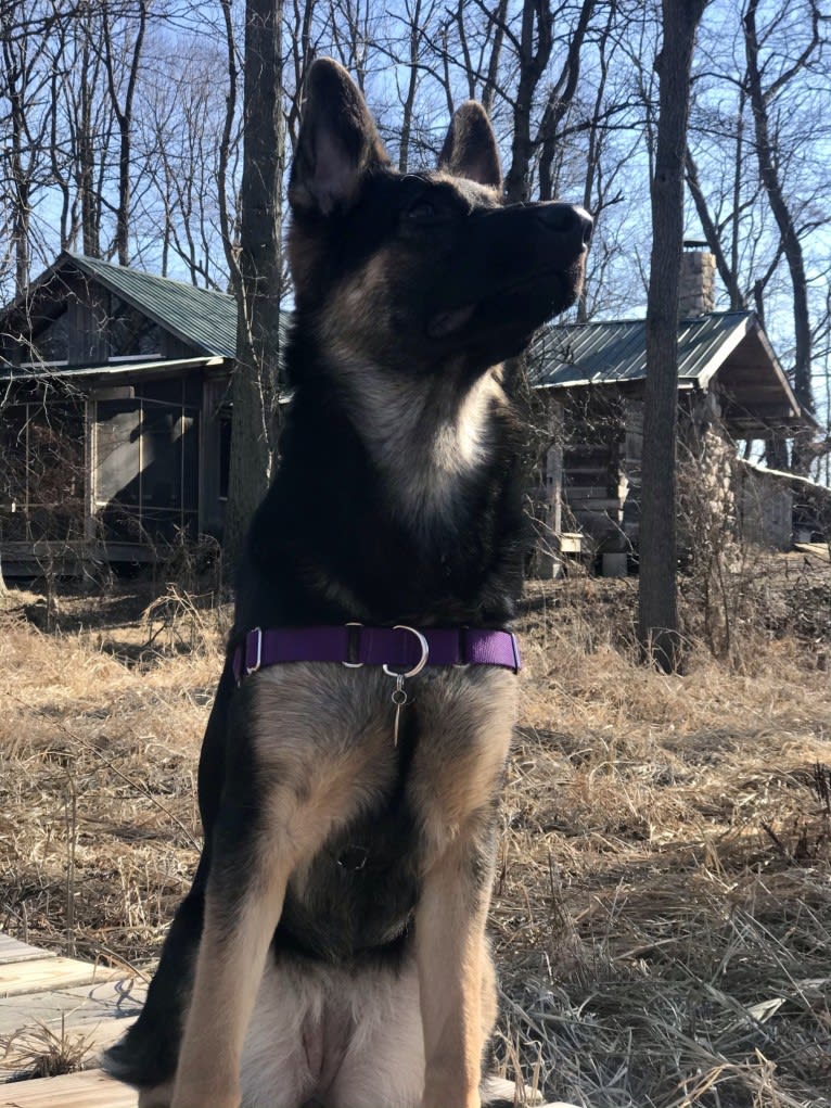 Moxy, a German Shepherd Dog and Australian Cattle Dog mix tested with EmbarkVet.com