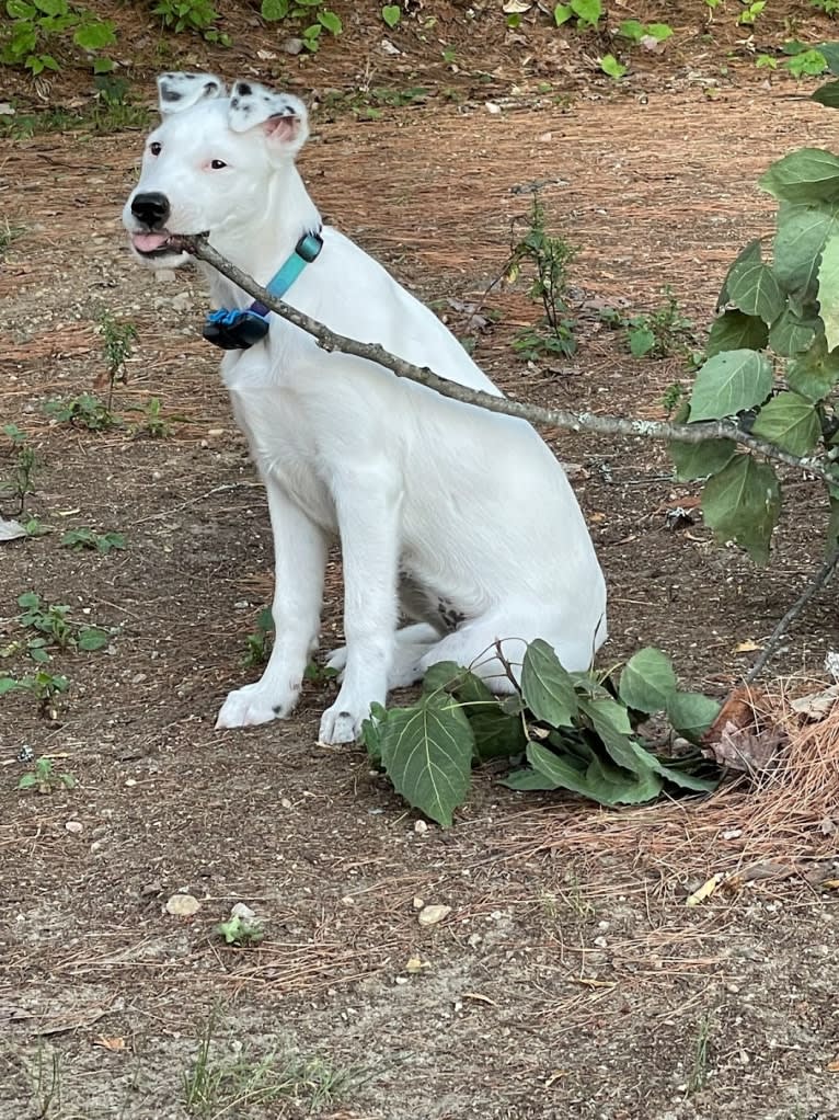 Stella, an American Pit Bull Terrier and Siberian Husky mix tested with EmbarkVet.com