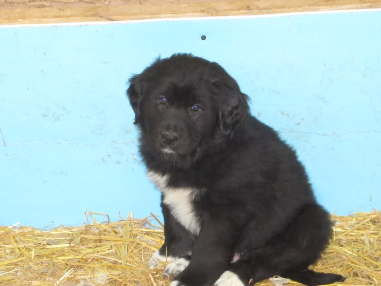 Oliver, a Great Pyrenees and Golden Retriever mix tested with EmbarkVet.com