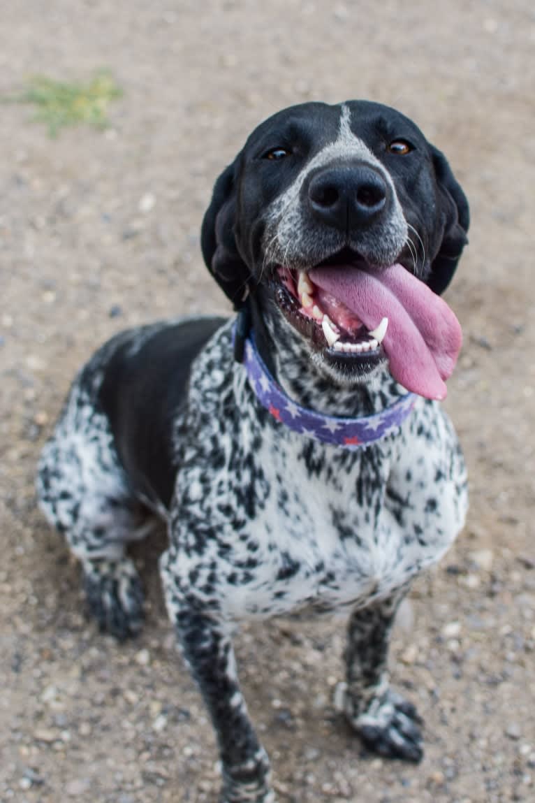 Scout, a German Shorthaired Pointer tested with EmbarkVet.com