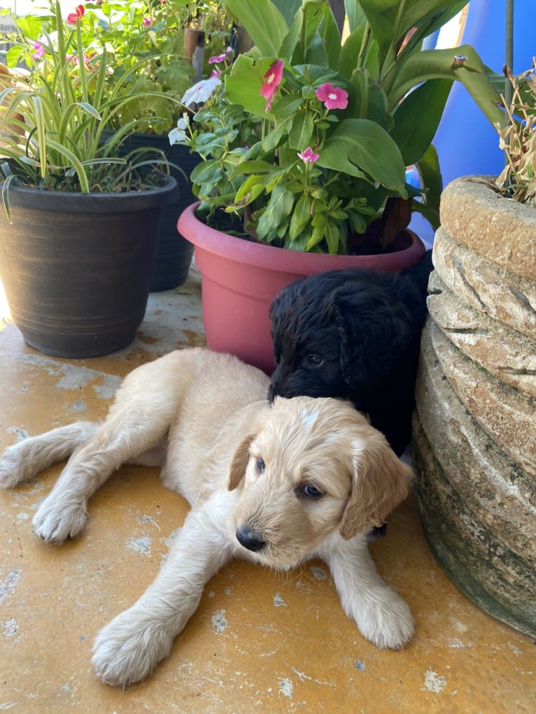 Blossom, a Poodle (Standard) and Golden Retriever mix tested with EmbarkVet.com