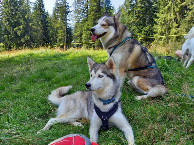 Atina, a Pomsky tested with EmbarkVet.com