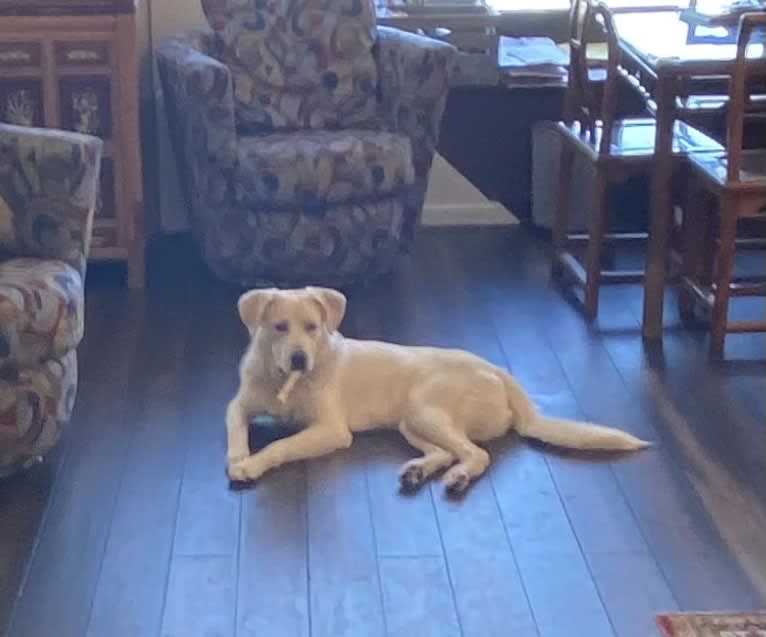 Lucky, a Great Pyrenees and German Shepherd Dog mix tested with EmbarkVet.com