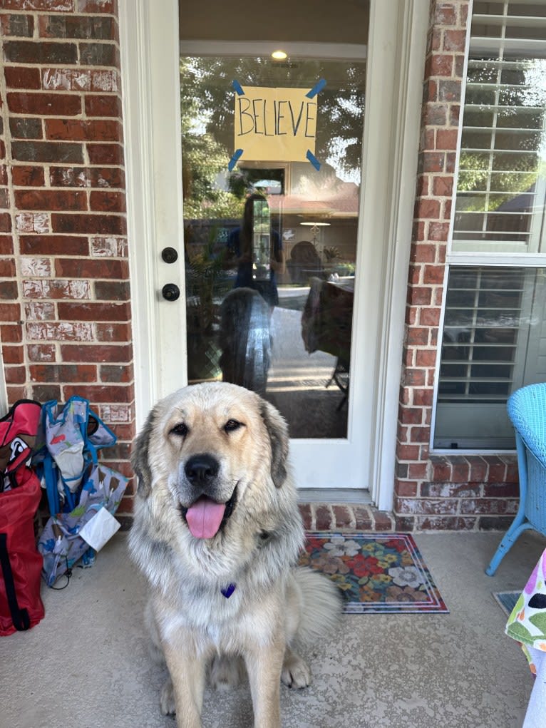 Moose, a Tibetan Mastiff tested with EmbarkVet.com