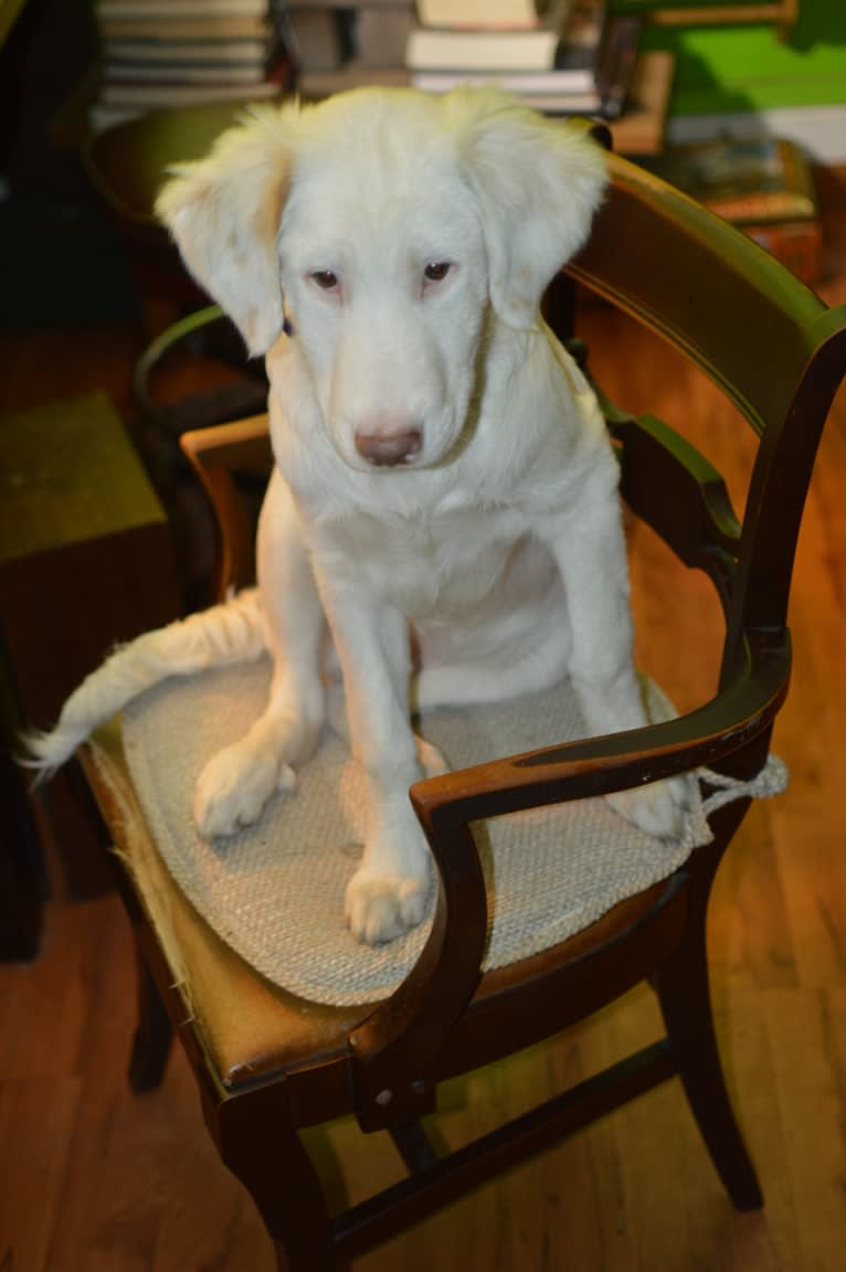 casper, a Great Pyrenees and Labrador Retriever mix tested with EmbarkVet.com