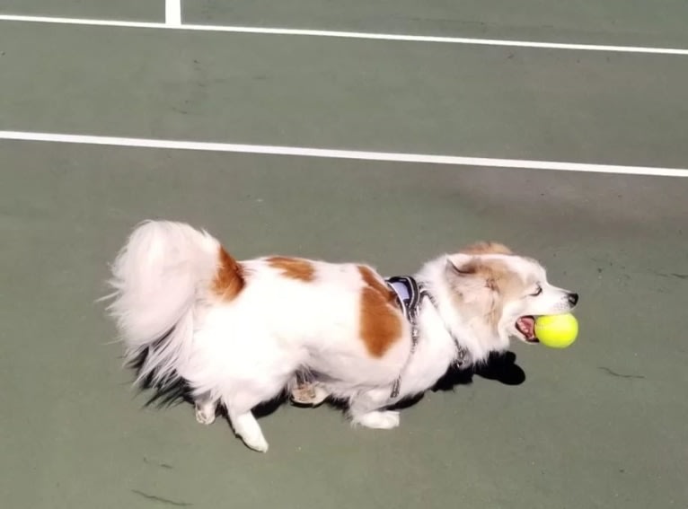 Manny, a Japanese or Korean Village Dog tested with EmbarkVet.com