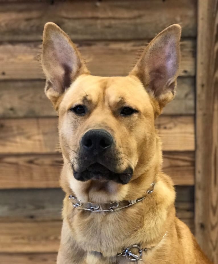 Winchester, a Staffordshire Terrier and German Shepherd Dog mix tested with EmbarkVet.com