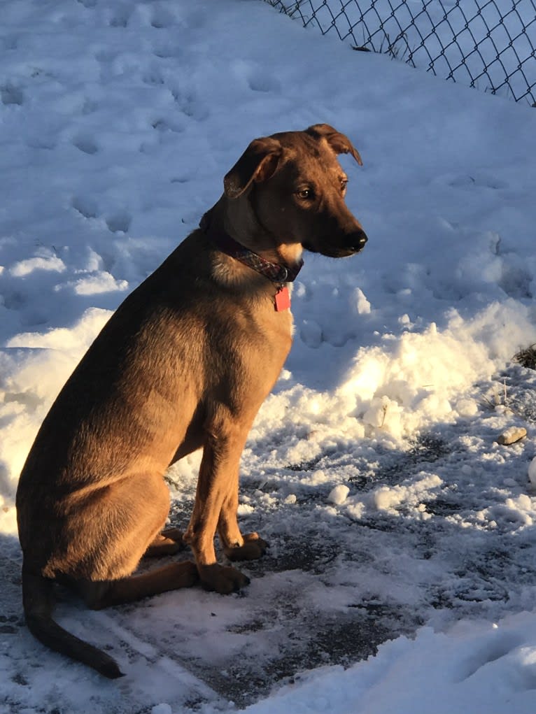 Bourbon, a Miniature/MAS-type Australian Shepherd and Mountain Cur mix tested with EmbarkVet.com