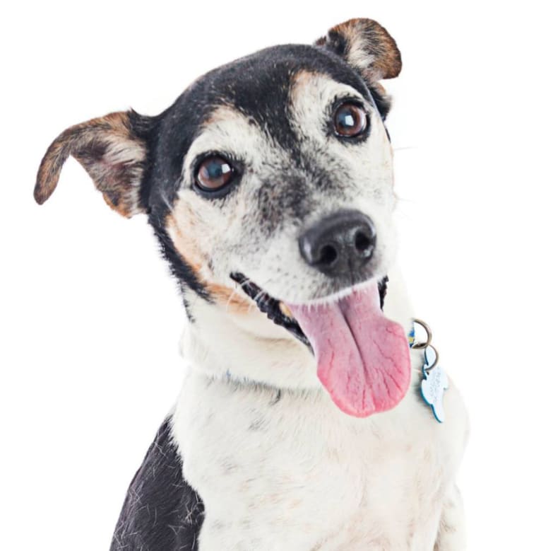 Stewie, a Russell-type Terrier tested with EmbarkVet.com