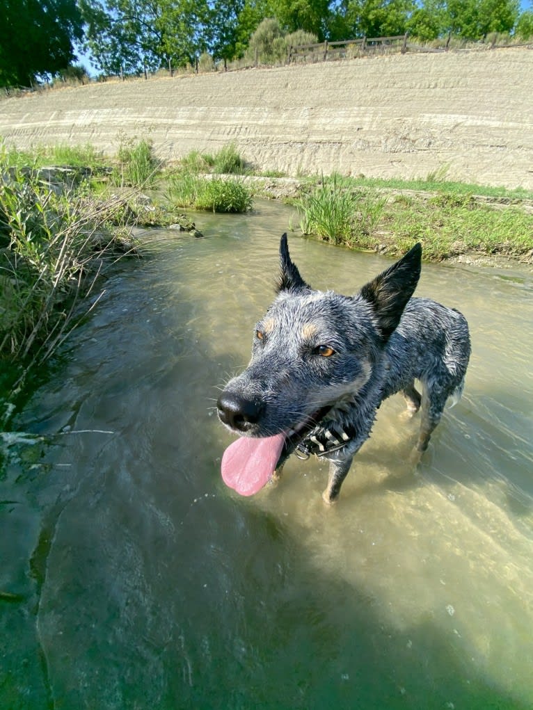 Kai, an Australian Cattle Dog tested with EmbarkVet.com