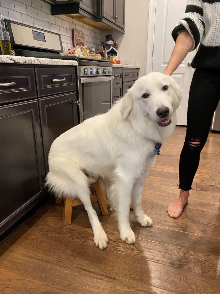 Tundra, a Great Pyrenees tested with EmbarkVet.com