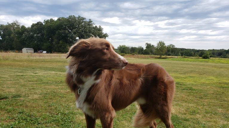 Chili, a Border Collie and English Springer Spaniel mix tested with EmbarkVet.com