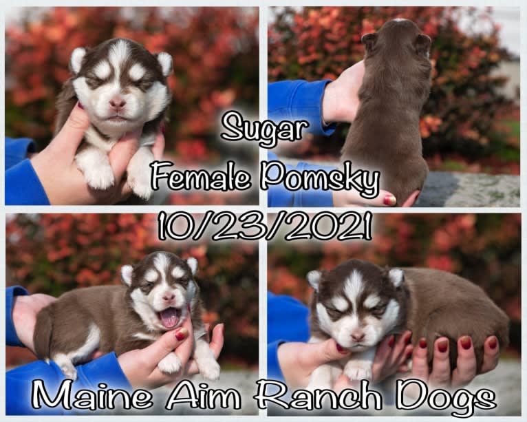 Autumn, a Pomsky tested with EmbarkVet.com