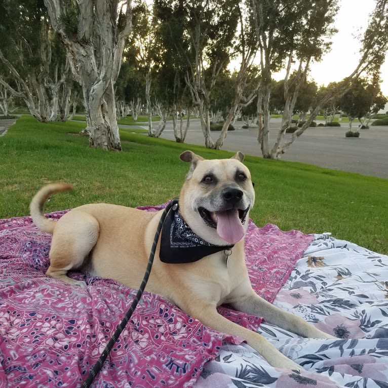 Victor, a Chow Chow and American Pit Bull Terrier mix tested with EmbarkVet.com