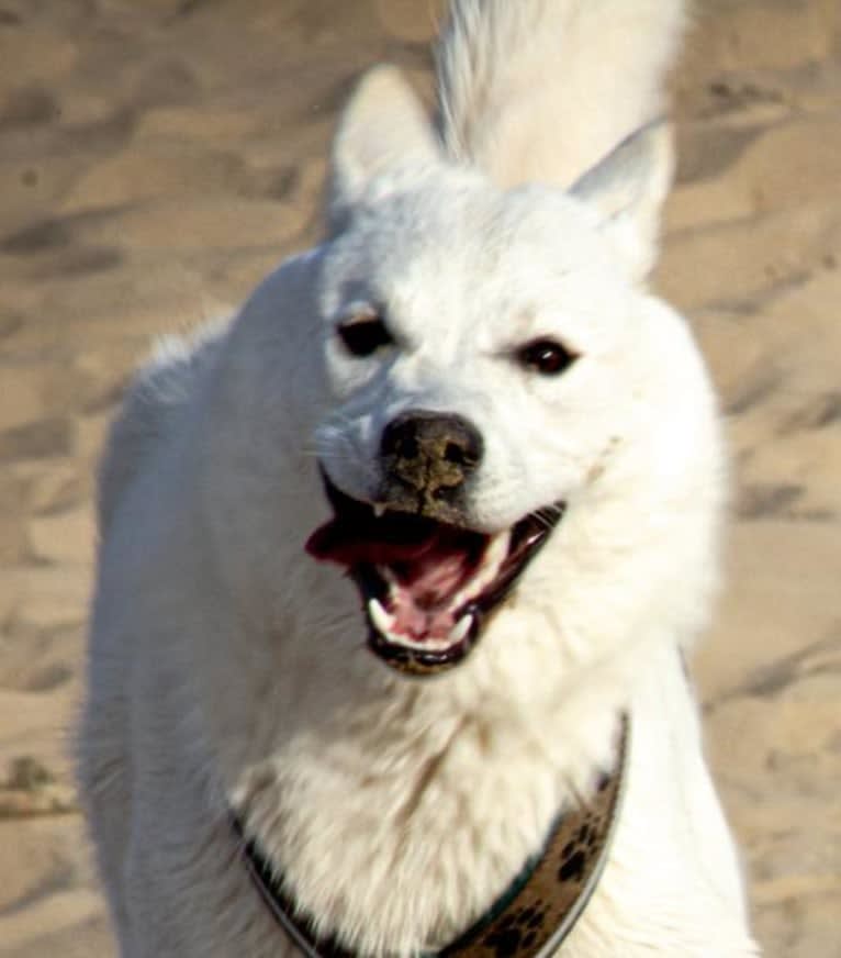 Mallow, a Canaan Dog tested with EmbarkVet.com