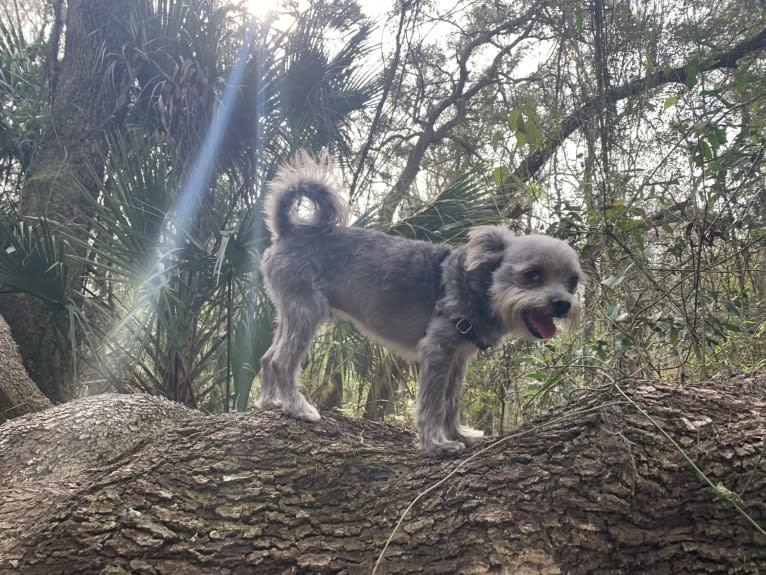 Jack, a Chihuahua and Maltese mix tested with EmbarkVet.com