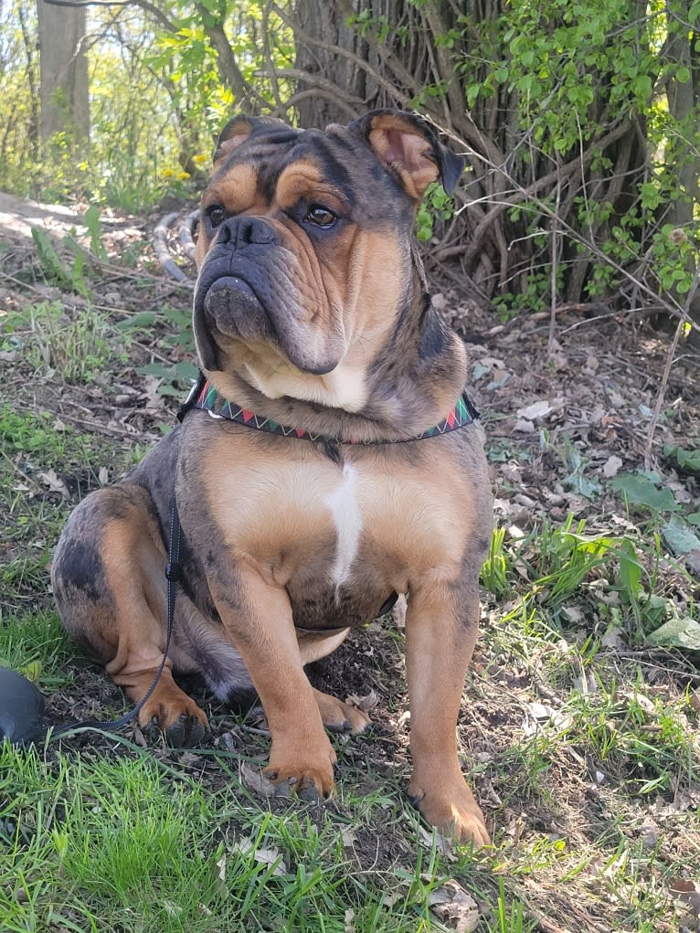 Vinny, an Olde English Bulldogge tested with EmbarkVet.com