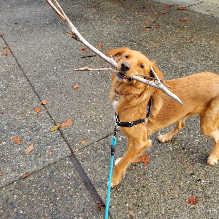 Noodle, a German Shepherd Dog and Doberman Pinscher mix tested with EmbarkVet.com