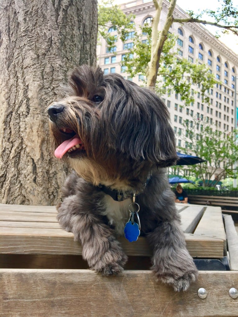 Baxter, a Shih Tzu and Poodle (Small) mix tested with EmbarkVet.com