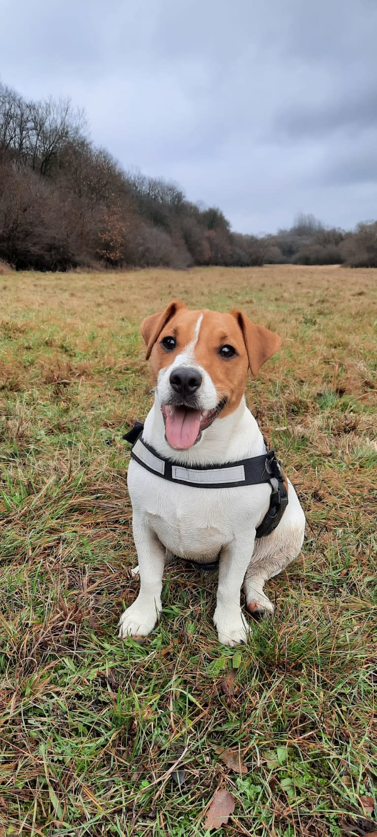 Skippy, a Russell-type Terrier and Smooth Fox Terrier mix tested with EmbarkVet.com