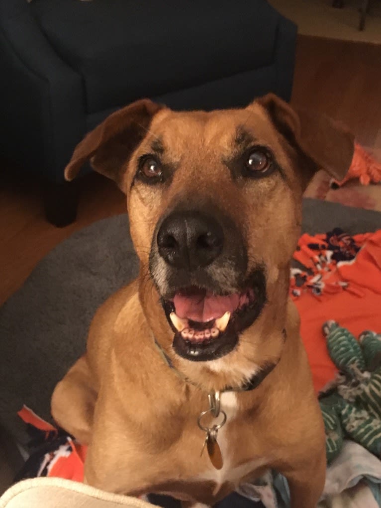 Tate, an American Pit Bull Terrier and Labrador Retriever mix tested with EmbarkVet.com