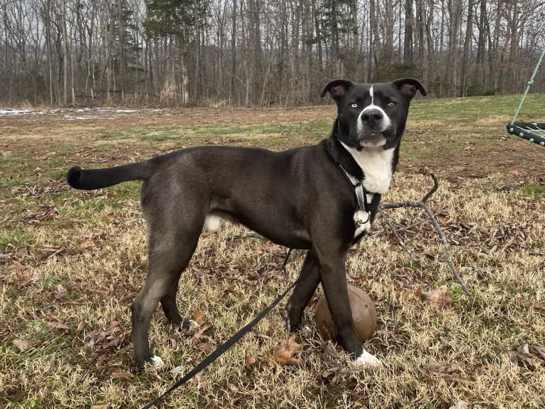 Bear, an American Pit Bull Terrier and Siberian Husky mix tested with EmbarkVet.com