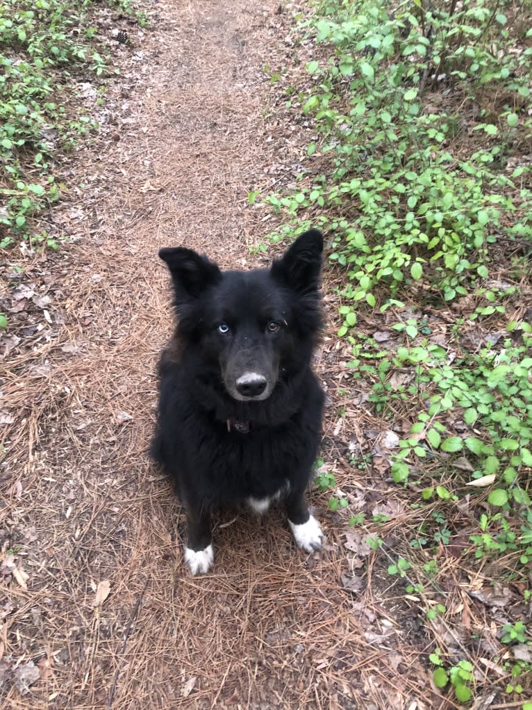 Wallace, a Siberian Husky and Mountain Cur mix tested with EmbarkVet.com