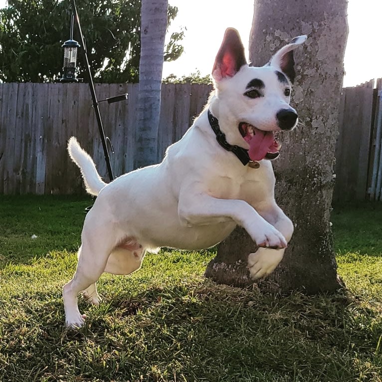 Buster, an American Bully and American Pit Bull Terrier mix tested with EmbarkVet.com