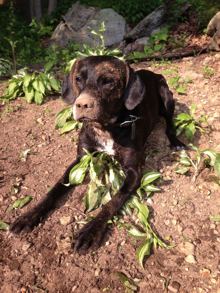 Tucker, a Labrador Retriever and American Staffordshire Terrier mix tested with EmbarkVet.com