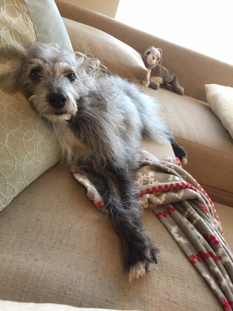 Joey, a Bedlington Terrier and Russell-type Terrier mix tested with EmbarkVet.com