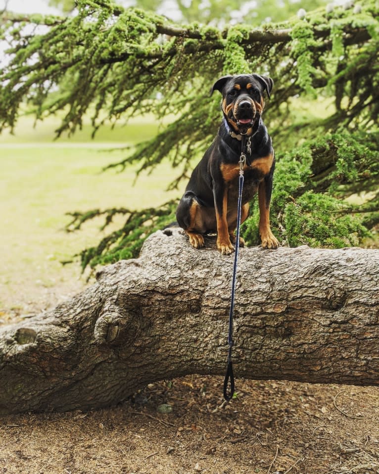 Regan, a Rottweiler and Bullmastiff mix tested with EmbarkVet.com