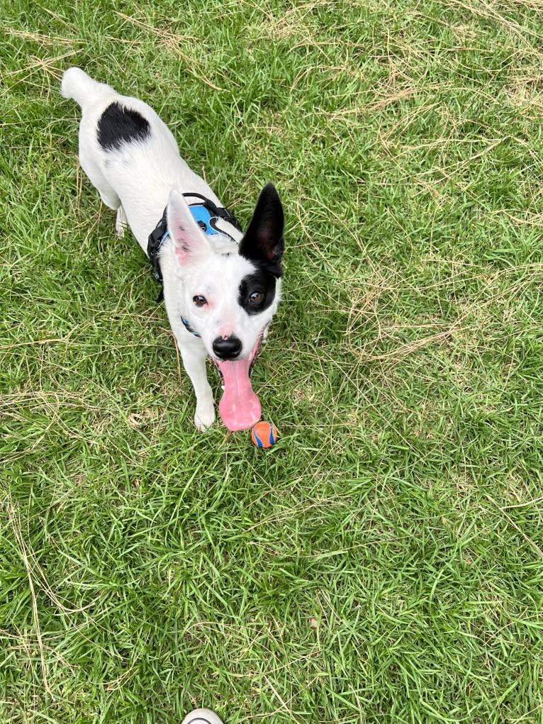 Luke Skywalker, an Australian Cattle Dog and Rat Terrier mix tested with EmbarkVet.com