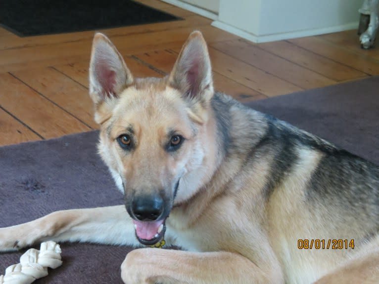 Leo, a German Shepherd Dog and Siberian Husky mix tested with EmbarkVet.com