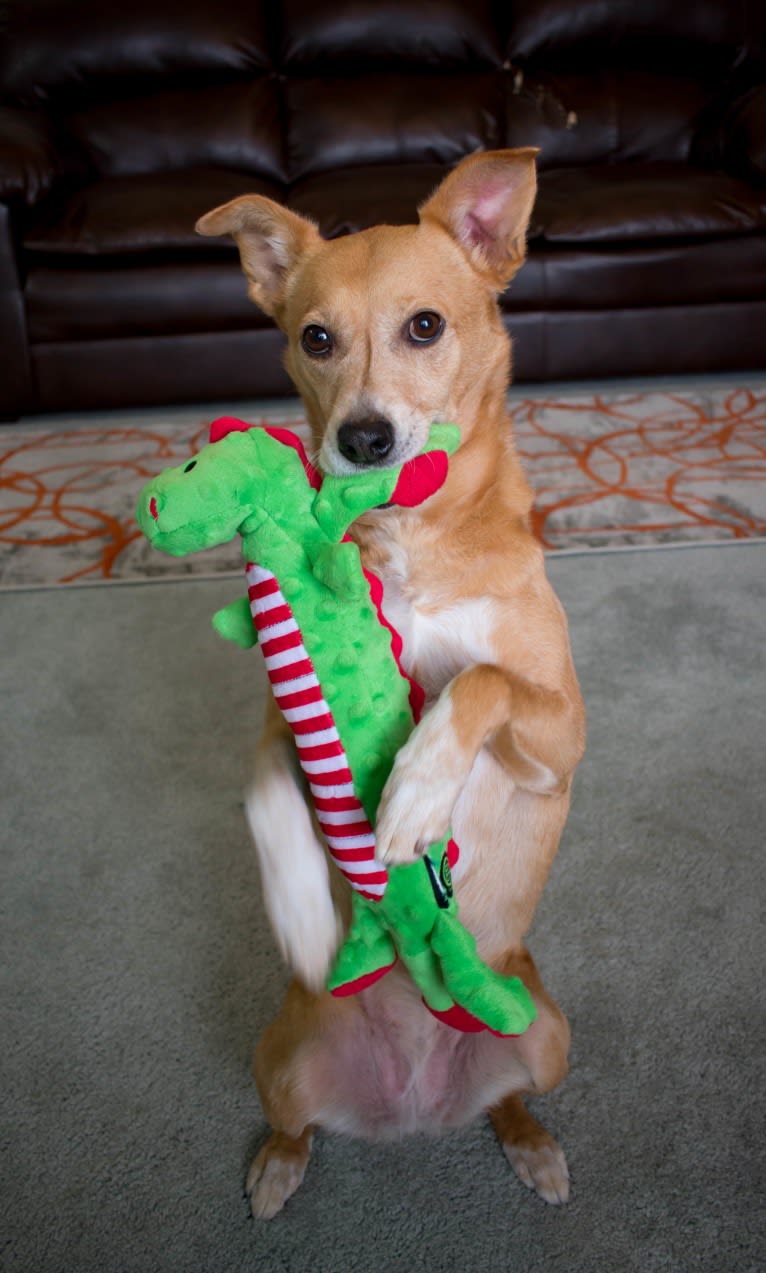 Zoe, an Australian Cattle Dog and Rat Terrier mix tested with EmbarkVet.com