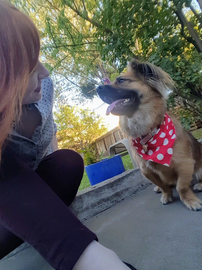 Maggie, a Pekingese and German Shepherd Dog mix tested with EmbarkVet.com