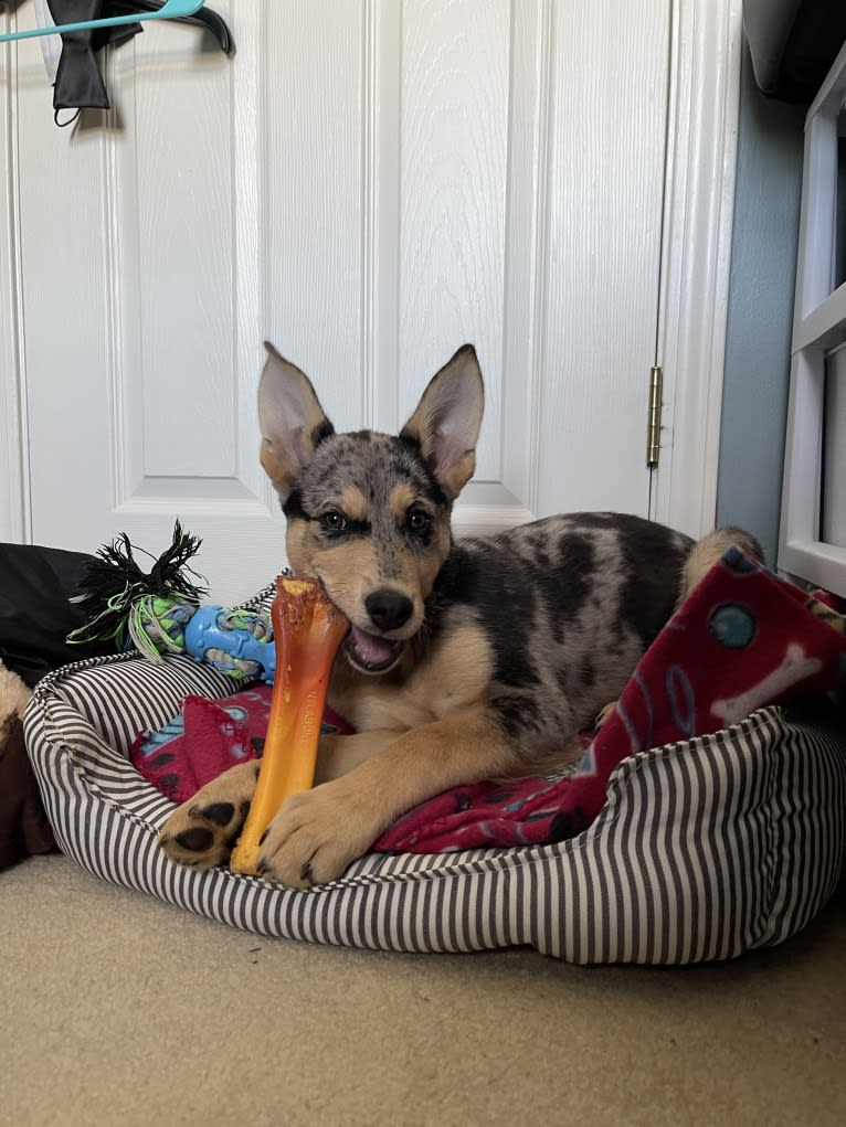 Cosmo, a Siberian Husky and German Shepherd Dog mix tested with EmbarkVet.com