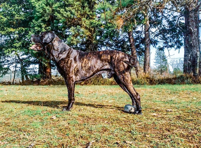 Trigger, a Mastiff and Cane Corso mix tested with EmbarkVet.com