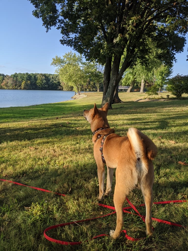 Apollo, a Jindo tested with EmbarkVet.com