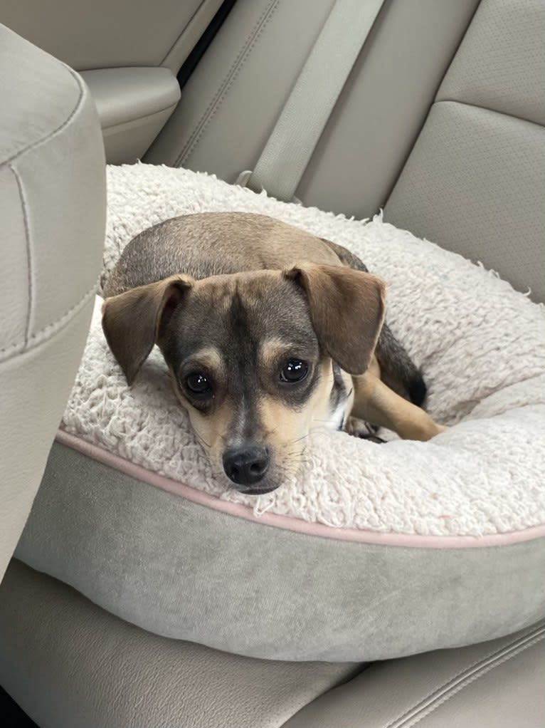 Milo, a Chihuahua and Rat Terrier mix tested with EmbarkVet.com