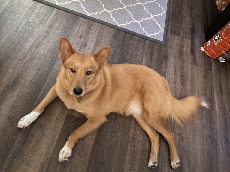 Buddy, a Siberian Husky and Golden Retriever mix tested with EmbarkVet.com