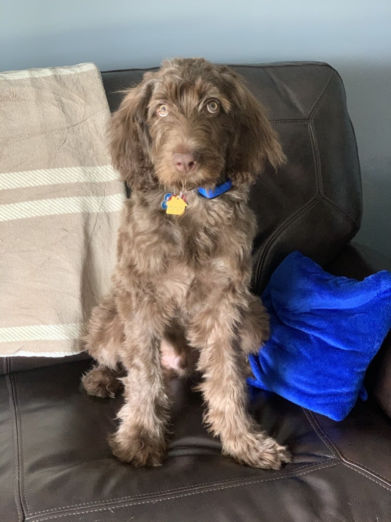 Finn, a Poodle (Standard) and Australian Shepherd mix tested with EmbarkVet.com