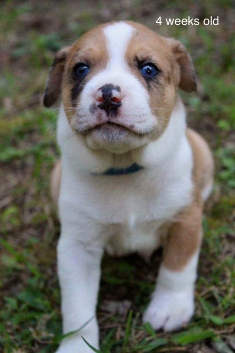 Thor, a Boston Terrier and Siberian Husky mix tested with EmbarkVet.com