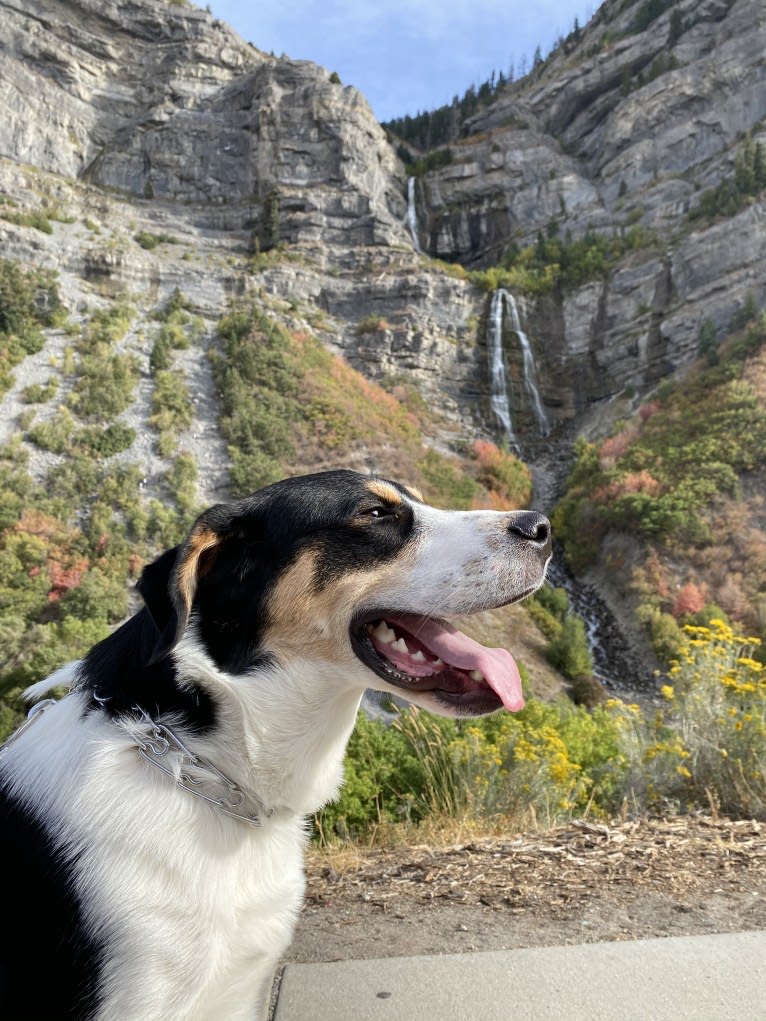 Beau, a Greater Swiss Mountain Dog and Great Pyrenees mix tested with EmbarkVet.com